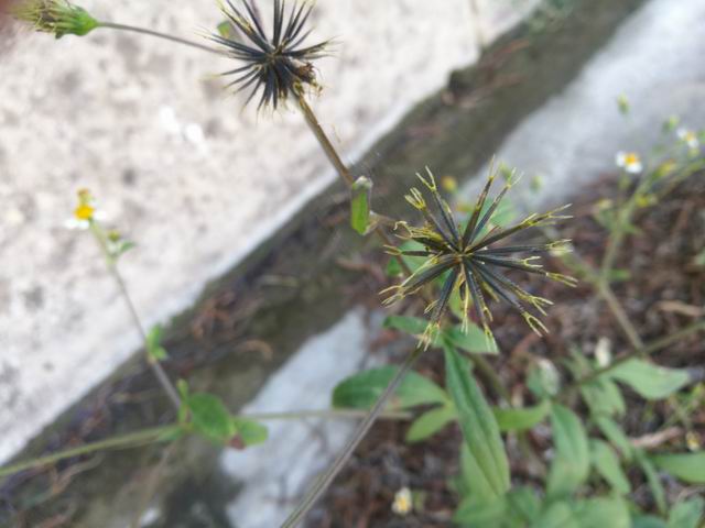 Bidens pilosa?  S !